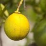 will lemons ripen once picked