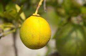 will lemons ripen once picked