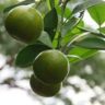 Will Lemons Ripen When Picked Green