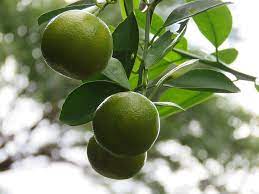 Will Lemons Ripen When Picked Green