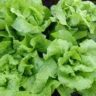 will lettuce germinate in cold weather