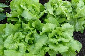 will lettuce germinate in cold weather