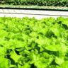 will lettuce grow in partial shade