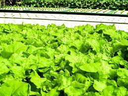 will lettuce grow in partial shade