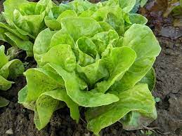 will lettuce grow in shade