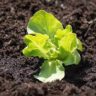 will lettuce seedlings survive frost