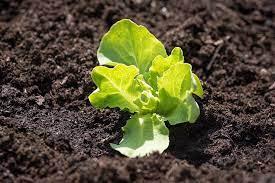 will lettuce seedlings survive frost