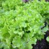 will lettuce survive frost