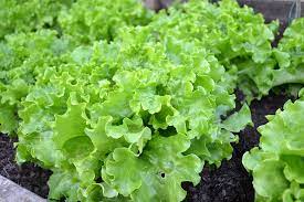 will lettuce survive frost