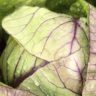 All About Cabbage When Breastfeeding