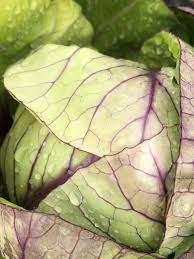 All About Cabbage When Breastfeeding