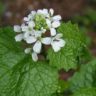 All About garlic mustard