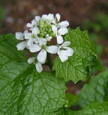 All About garlic mustard