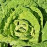 All about cabbage when pregnant