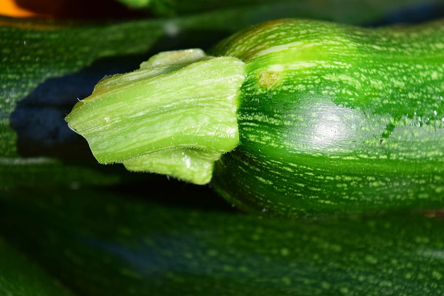 Are Zucchini Fruit or Vegetable