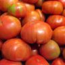 Are tomato fruit