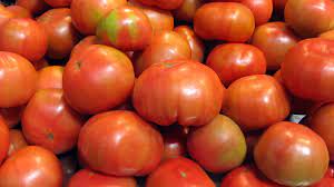 Are tomato fruit