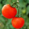 Are tomatoes a vegetable