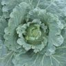 can cabbage and tomatoes be planted together