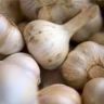 Garlic For Dogs