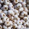 Garlic is a vegetable