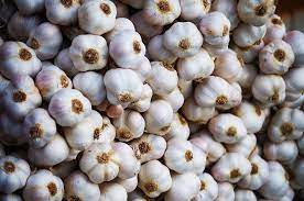 Garlic is a vegetable