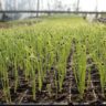 Garlic To Grow