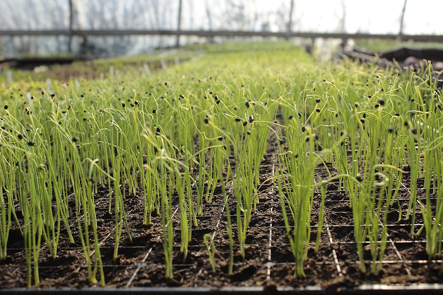 Garlic To Grow