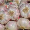 How Garlic Grows