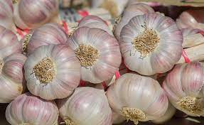 How Garlic Grows