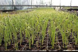 How to grow Garlic in Australia