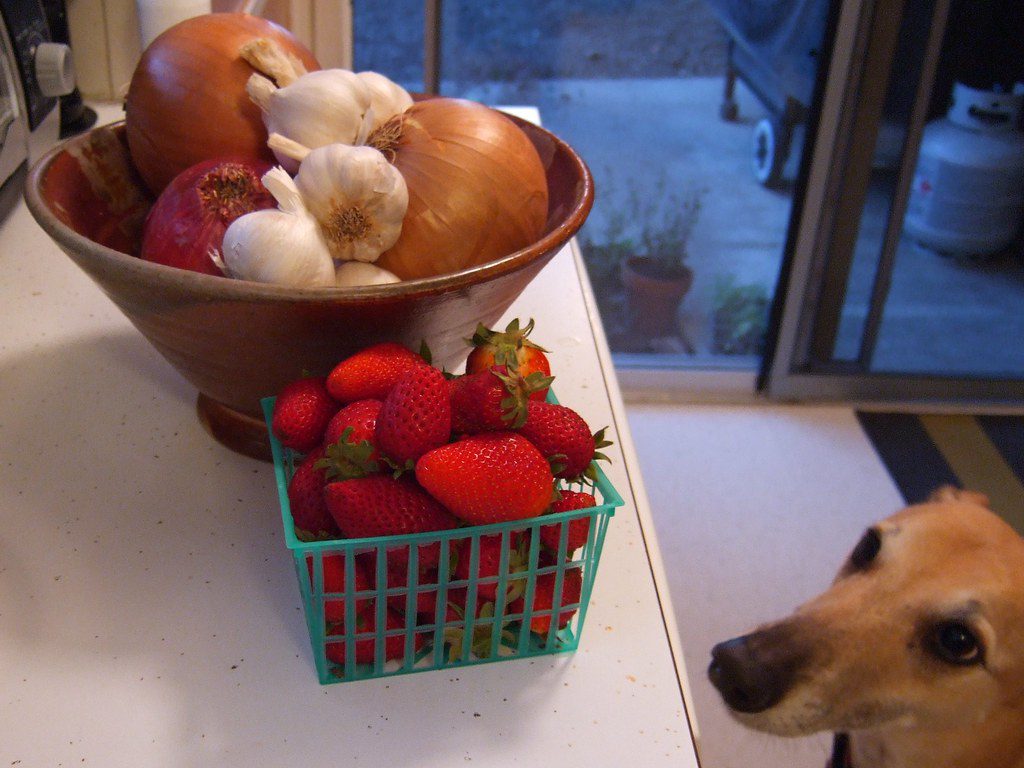 Onion to dogs