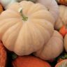 Pumpkin Types