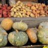 Pumpkin vs Sweet Potato