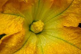 When Do Zucchini Flowers Fall Off