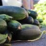 When Is Zucchini Rotten