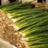 When To Harvest Onions