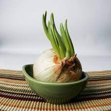 Where Did Garlic Originated