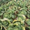 Which Cabbage Is The Most Nutritious