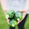 Which Zucchini Is The Healthiest