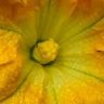Why Are Zucchini Flowers Falling Off