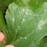 Why Do Zucchini Leaves Turn White