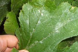 Why Do Zucchini Leaves Turn White
