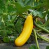 Why Do Zucchini Turn Yellow