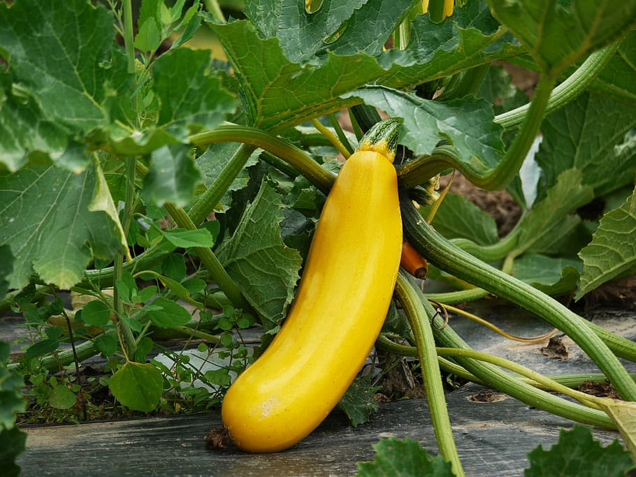Why Do Zucchini Turn Yellow