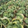 Will Cabbage Regrow