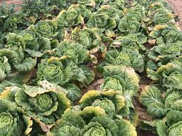 Will Cabbage Regrow