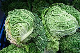 are cabbage and broccoli related