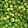 are cabbage and brussel sprouts related