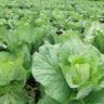 Are Cabbage And Lettuce In The Same Family
